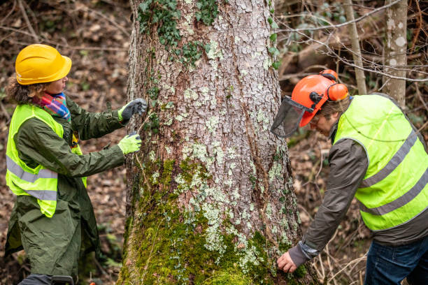 Tree and Shrub Care