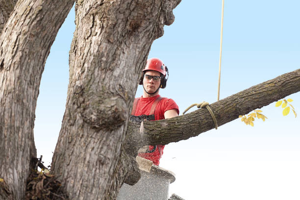 How Our Tree Care Process Works  in  Windsor, NC